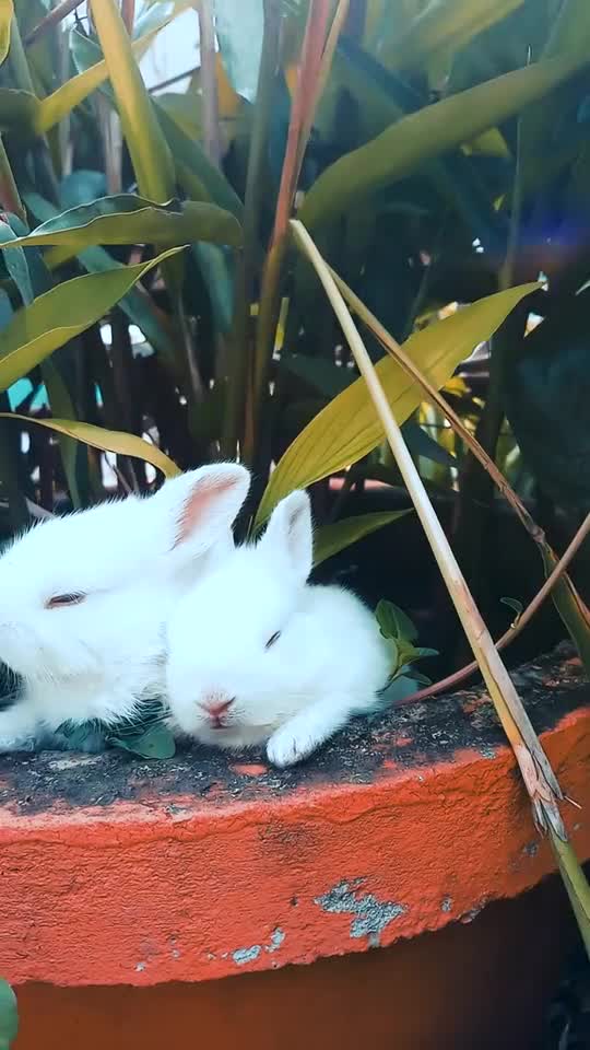 Animals- 3 Rabbits are Playing.