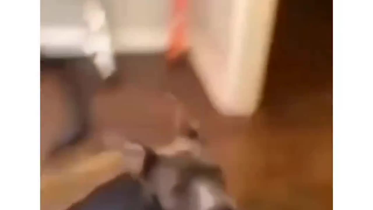 Funny Dog