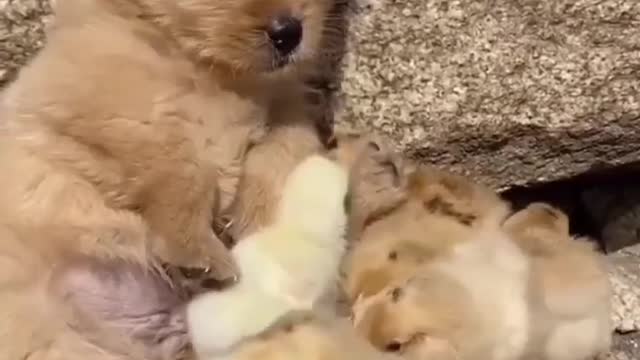 Cute puppy playing