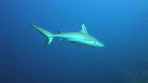 diving in the Maldives