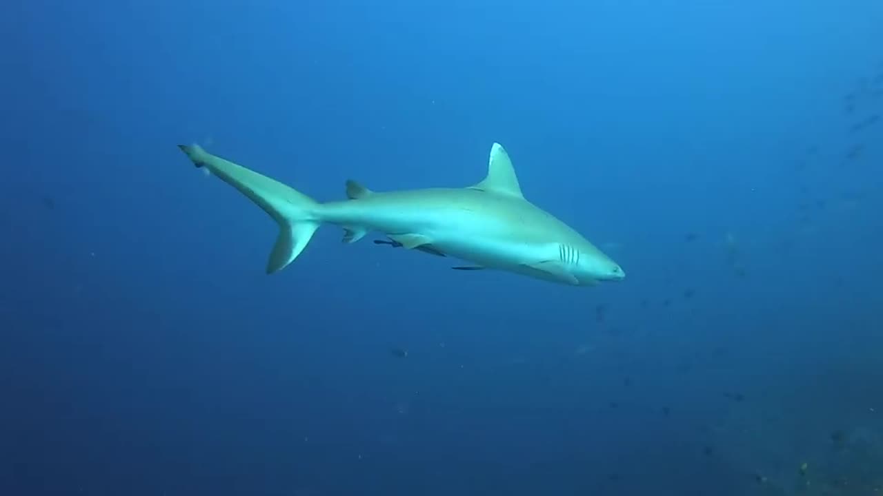 diving in the Maldives