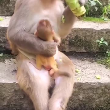 Melhor vídeo que você vai ver hoje