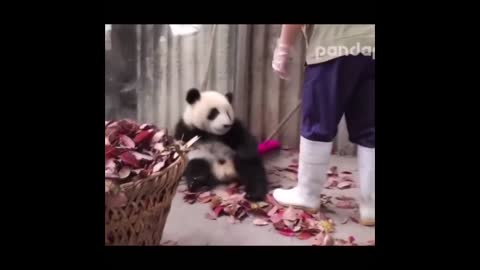 Cute Panda Video Compilation 2022