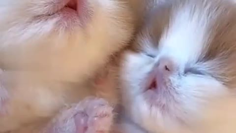 So cute baby cat