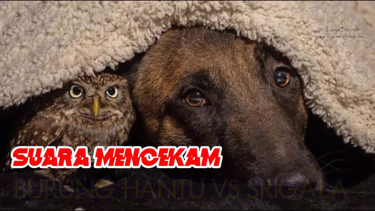 SUARA SRIGALA VS BURUNG HANTU /mengenal suara binatang #denrahesh