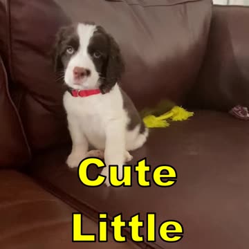 Spoiled Springer Spaniel Puppy First Days Home #springerspaniel #shortsviral #puppy #dog