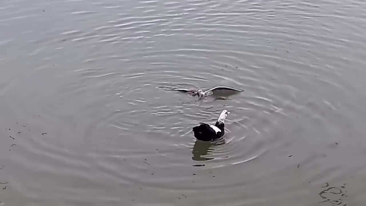 The Eagle Dies While Hunting Octopus In The Ocean