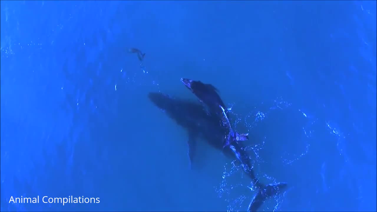 Wild Dolphins Swimming