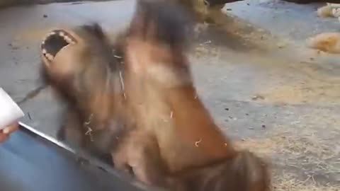 Monkey reaction to magic