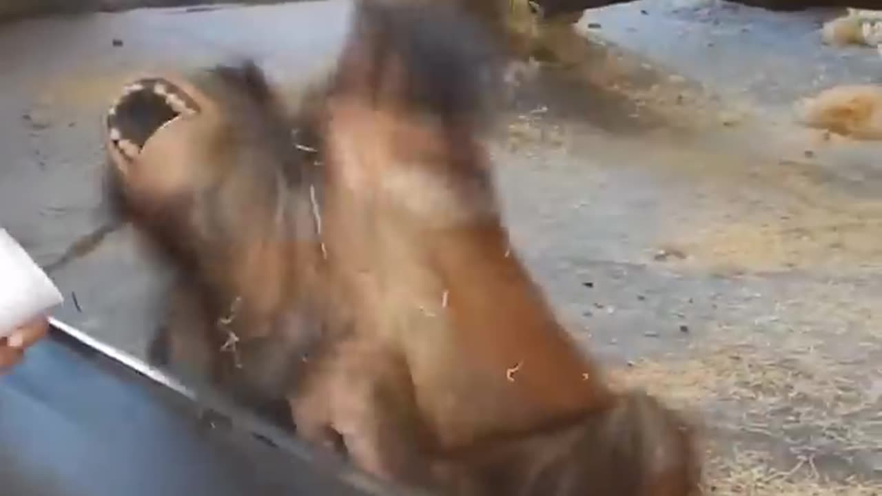 Monkey reaction to magic