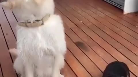 Dog tells a story to make you smile