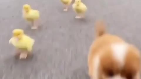 puppy and duckling playing together 🤗