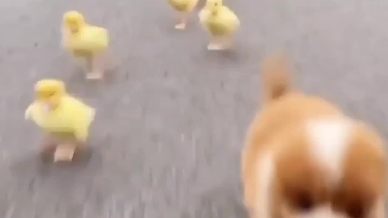 puppy and duckling playing together 🤗