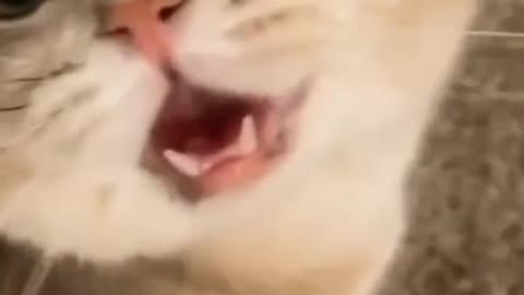 Funny cat video