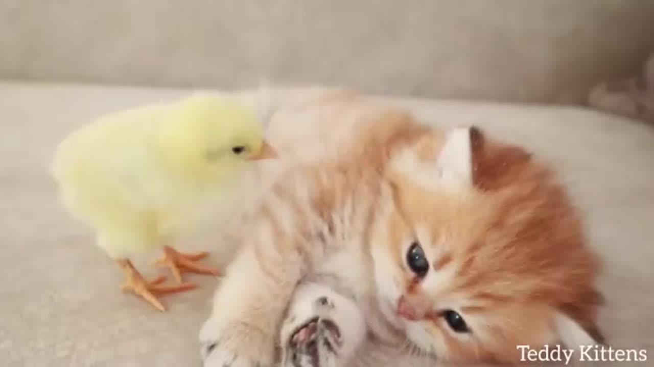 Kitten sleeps sweetly with the Chicken😺