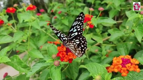 butterflies