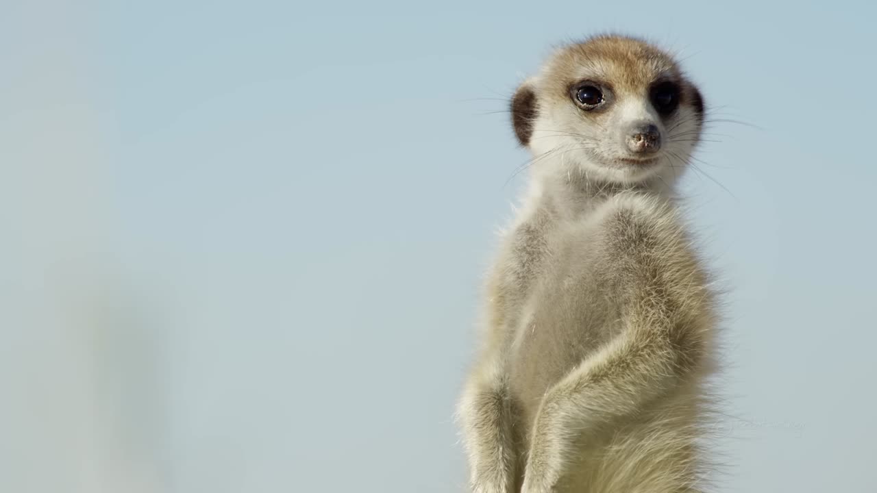 African Wildlife | African Nature Showreel 2017 by Robert Hofmeyr