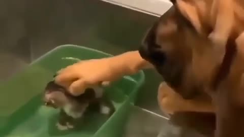 Watch this adorable dog petting the cat so gently while bathing