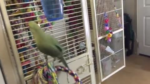 Talking Parakeet Brothers