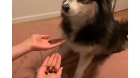 Dog never trust human