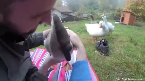 Animal love human