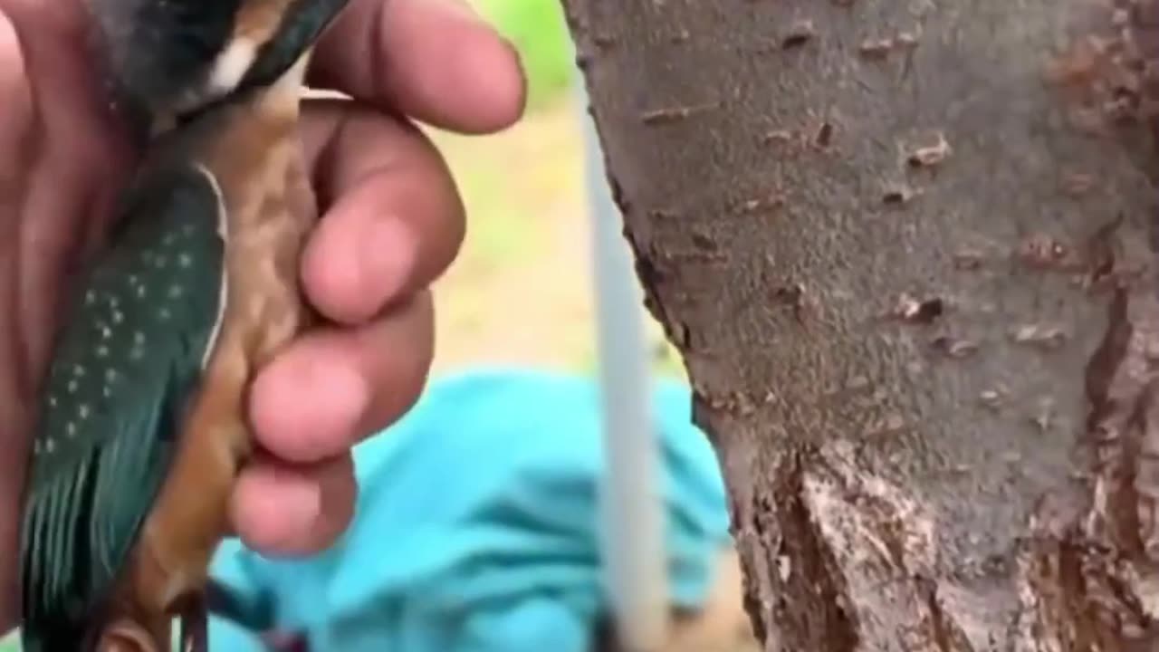 Silent woodpecker 🦜 birds