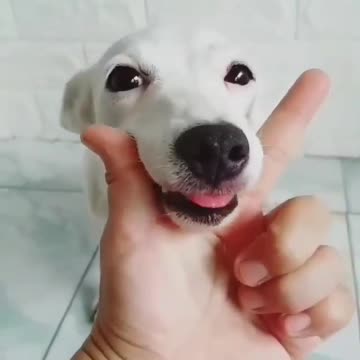 cute dog🤣