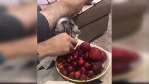 cute cat