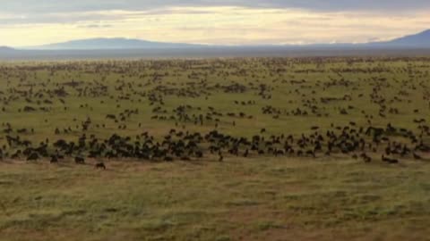 Nature (Nat Geo Wild) from Lazer Beams