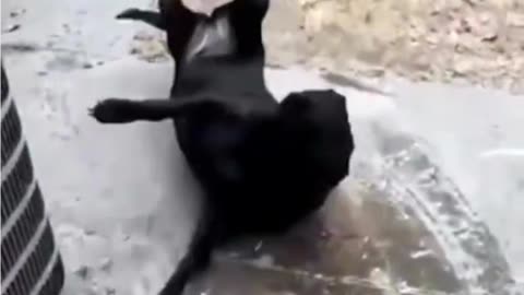 Funniest Animal Video Funny Dog.