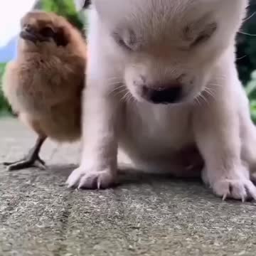A dog napping at noon on a little chicken. Very enjoyable