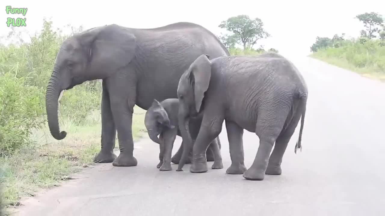 Most Funny and Cute Baby Elephant Videos Compilation