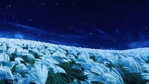 The sea of white flowers is very beautiful