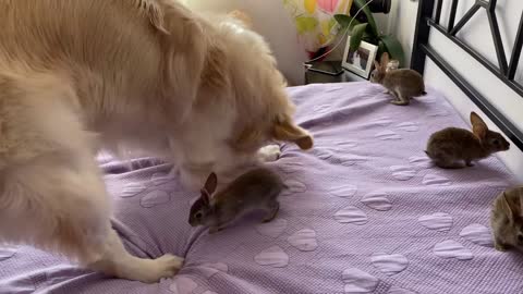 Golden Retriever as a BIG DADDY for Baby Bunnies!