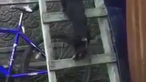 Dog Falls on Their Back While Trying to Climb on Ladder