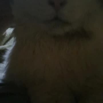 Meet the "Peekatchu"