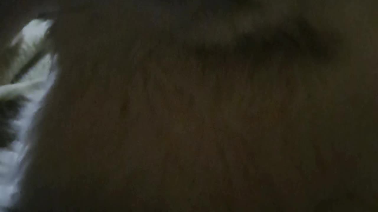 Meet the "Peekatchu"