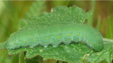 Stunning and incredible animals camouflaging themselves.