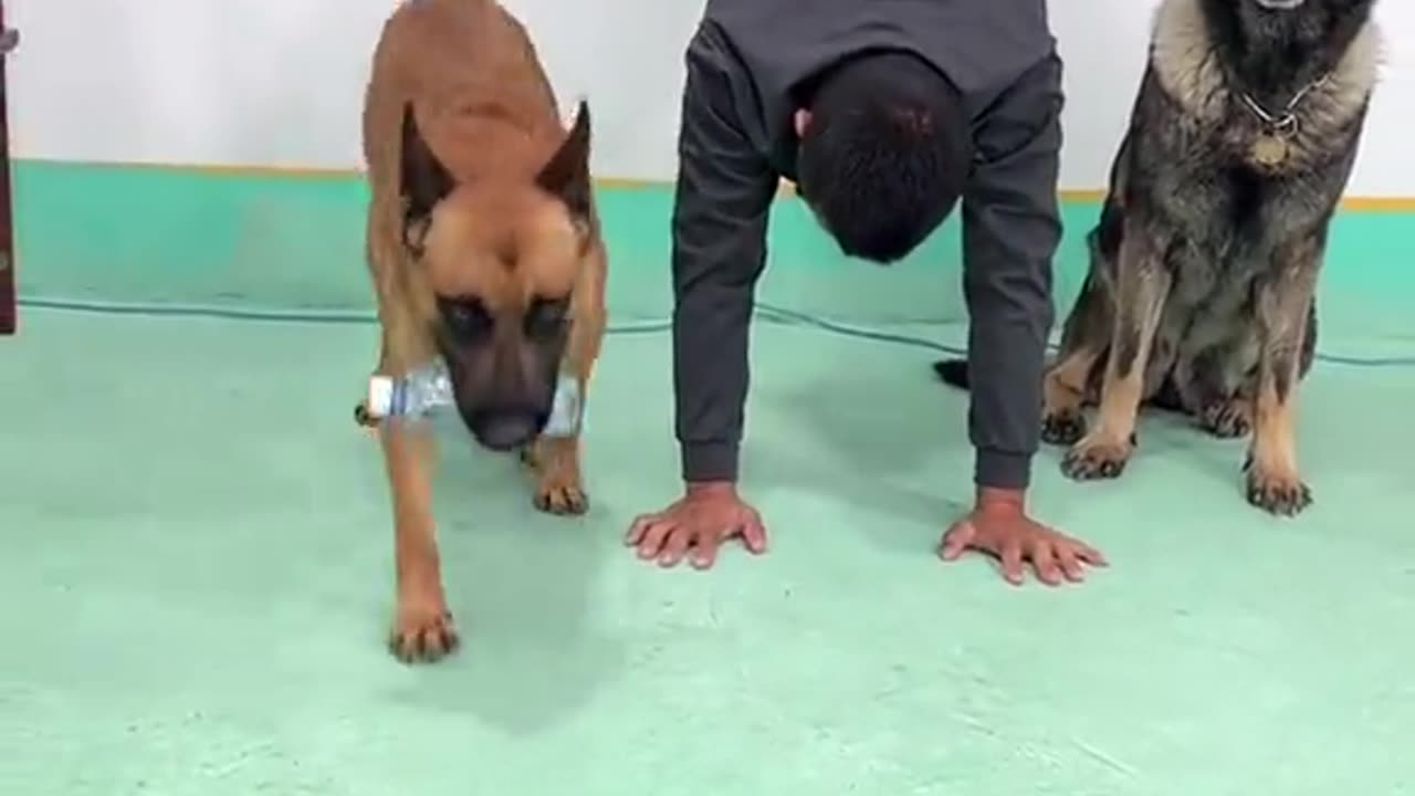 Dogs in a row