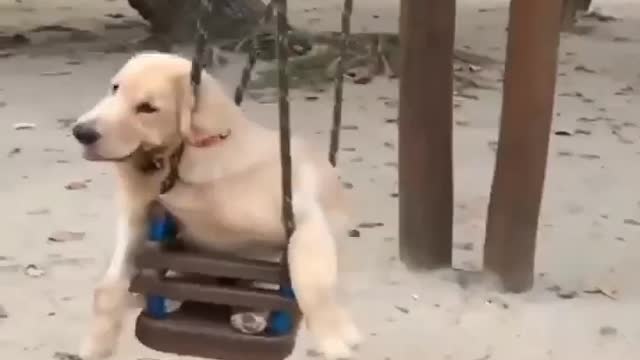 Funny Dog | Funniest Animals Video