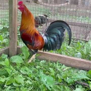 Beautiful Sweater Chilangos Gamefarm