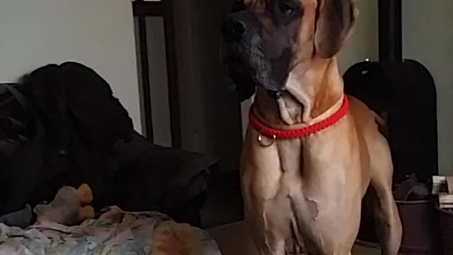 Rosco the Great dane hits his head to the chandelier