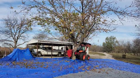 Shaking a Forkert Pecan tree