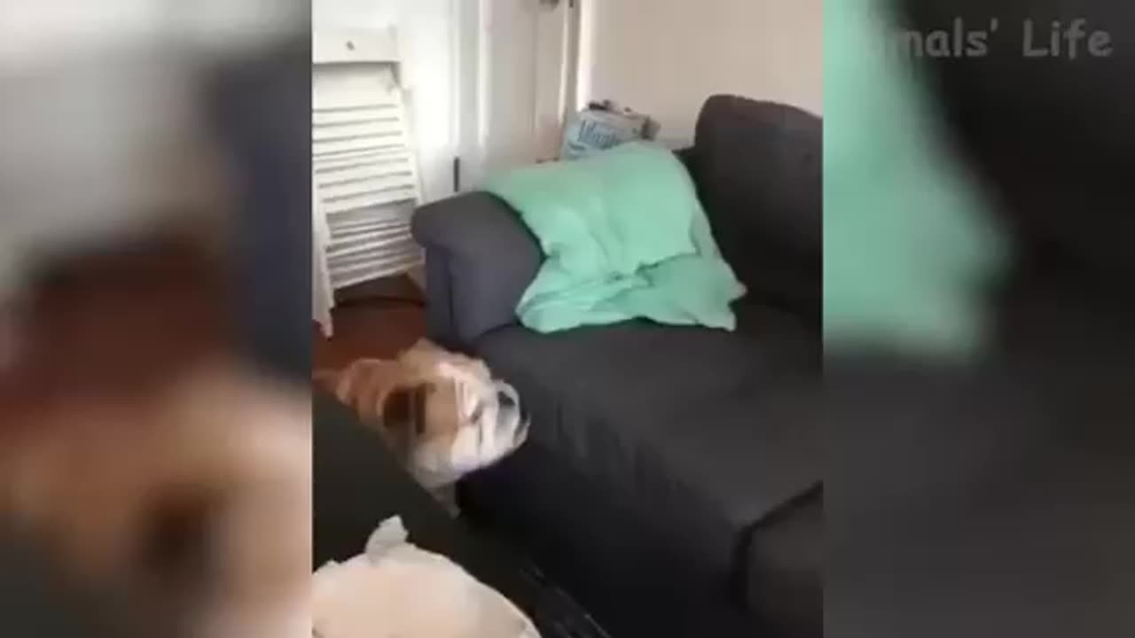 Impossible try not to laugh funny pets😂🤣