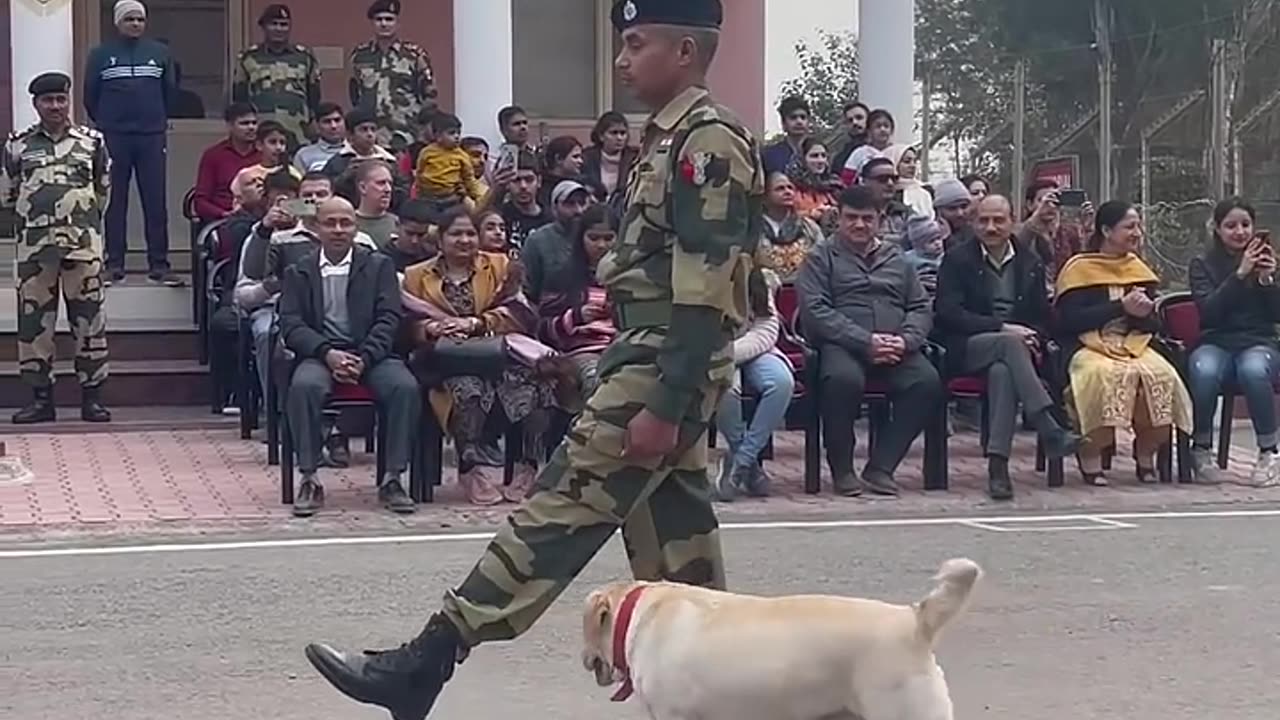 Indian dogs is very intelligent dog