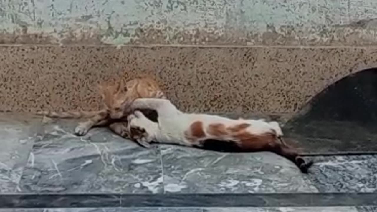 Beautiful cats fighting