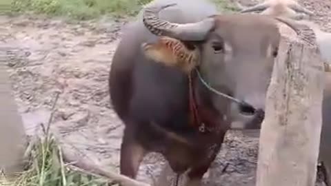 a cow that eats rice