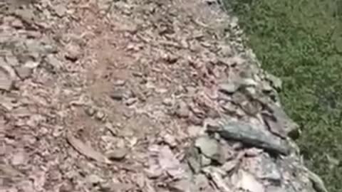 stupid tiktok around the world