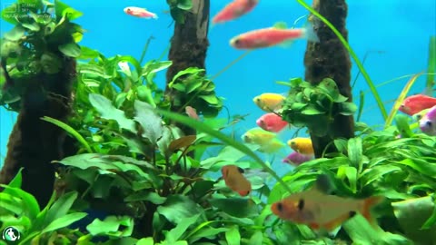 Beautiful fish. Coral at Thai Ha Aquarium Center