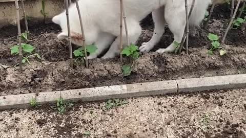 I don't think you've ever seen that lovely Samoyed